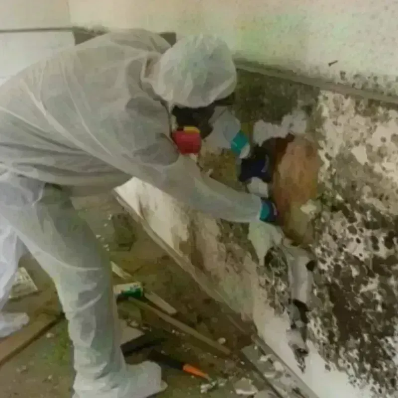 Mold Remediation and Removal in Star City, WV